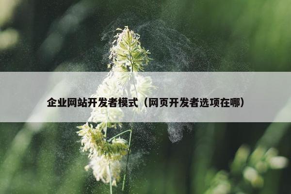 企业网站开发者模式（网页开发者选项在哪）