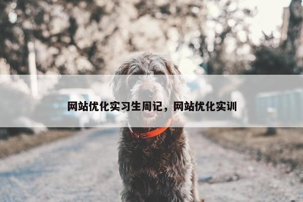 网站优化实习生周记，网站优化实训