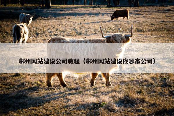 郴州网站建设公司教程（郴州网站建设找哪家公司）